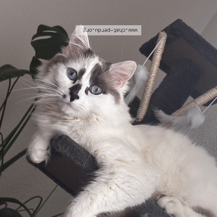 Photo of a cat found in Lyon
