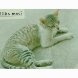 Kitto