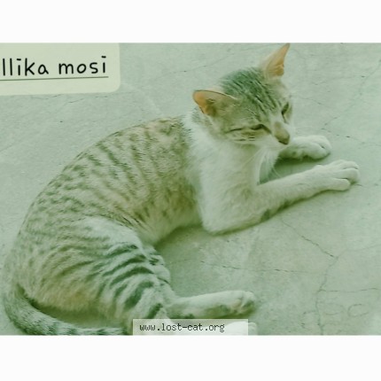 Photo 1/1 Kitto Cat lost in Indore