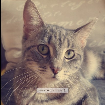 Photo of a cat found in Sotteville Les Rouen