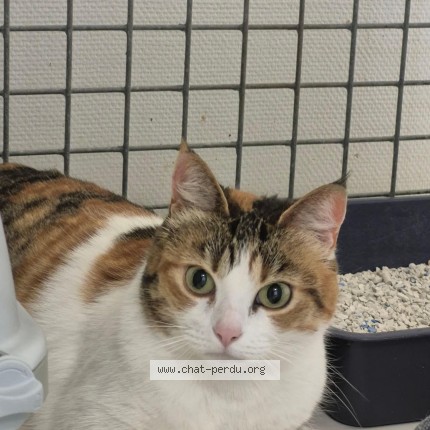 Photo of a cat found in Brest