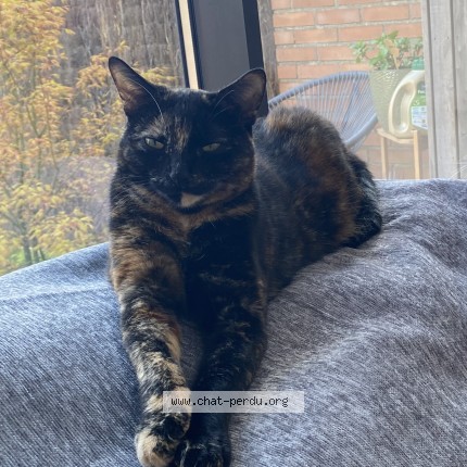 Photo of a cat found in Roncq