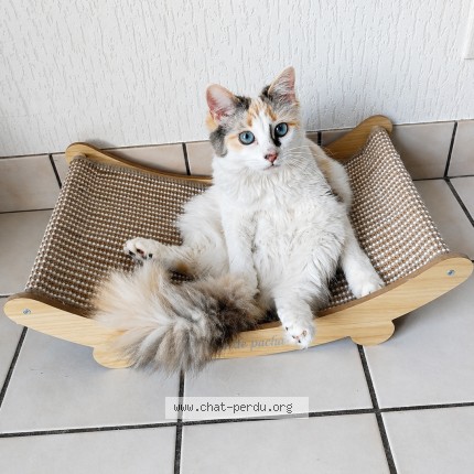Photo of a cat found in Saint Pabu