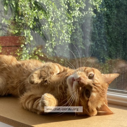 Foto 1/1 steve Kat vermist in Liege