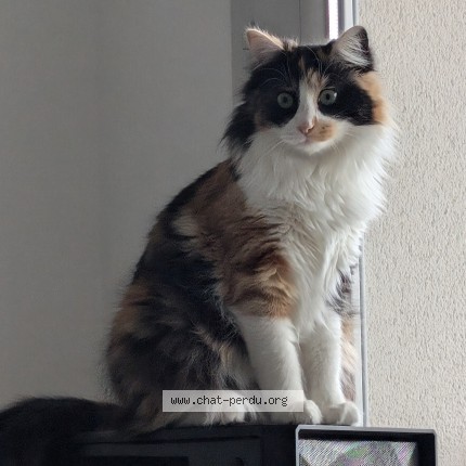 Photo of a cat found in Magenta