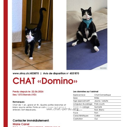 Foto 1/1 Domino Gatto smarrito a Bavois
