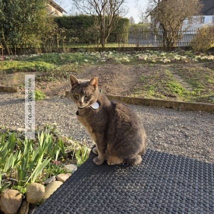 Foto 1/1 Junior Katze verloren in Ferlens