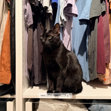 Photo of a cat found in Aubervilliers