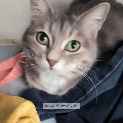 Photo of a cat found in Vesoul