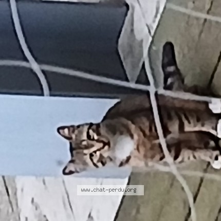Foto 1/1 Kat gevonden Gevonden in Bruxelles