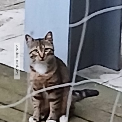 Foto 1/1 Kat gevonden Gevonden in Bruxelles