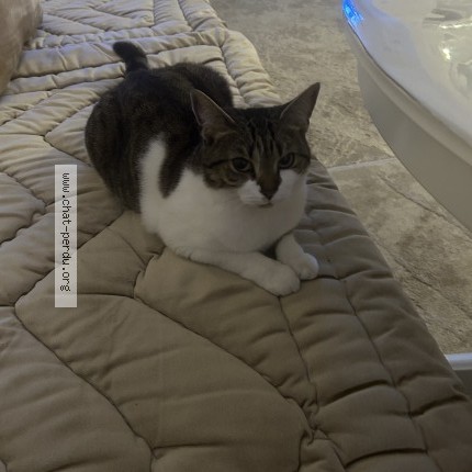Foto 1/1 Fifa Kat vermist in Bruxelles
