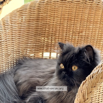 Photo of a cat found in Grenoble