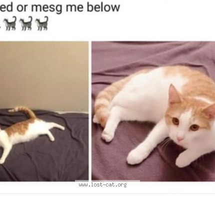 Photo 2/2 Harley Cat lost in New York