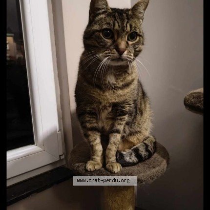 Foto 1/1 Titeuf Kat vermist in Pleinevaux