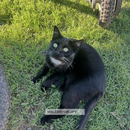 Picture of cat lost at Banning