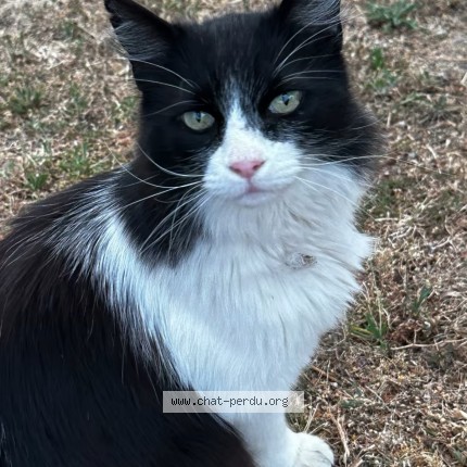 Foto 1/1 Gefundene Katze Gefunden in Yens