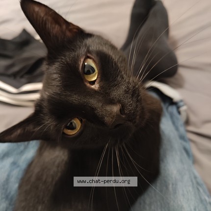 Photo of a cat found in Aix En Provence