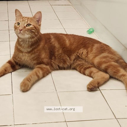 Photo 1/1 Found cat Found in Indianapolis