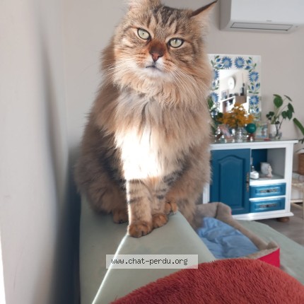 Photo of a cat found in Gardanne