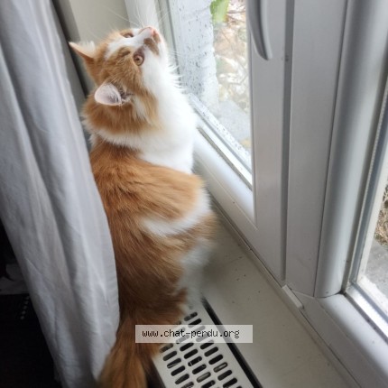 Foto 1/1 Kat teruggevonden Vermist in Ramegnies Chin