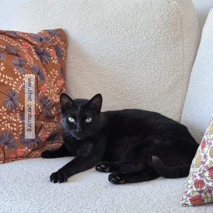 Photo of a cat found in Meneac