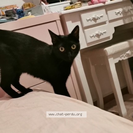 Foto 1/1 Isis Katze verloren in Geneve