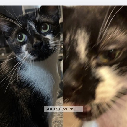 Photo 1/1 LuLu Cat lost in Edmonton