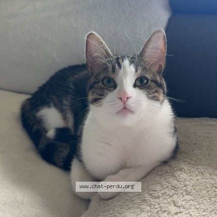 Photo of a cat found in Moissy Cramayel