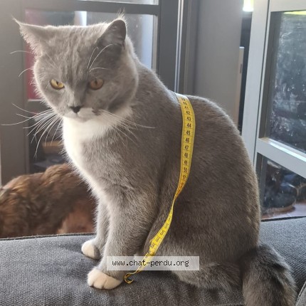 Photo of a cat found in Boiscommun