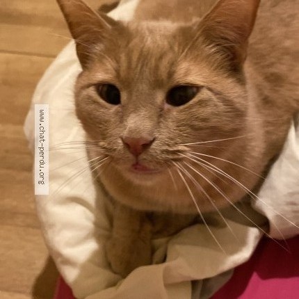 Photo of a cat found in La Roche Sur Yon