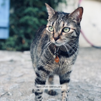 Photo of a cat found in Mortagne Sur Sevre