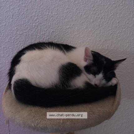 Photo of a cat found in Bordeaux