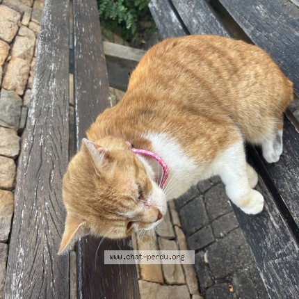 Photo of a cat found in Hesingue
