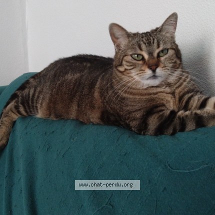 Photo of a cat found in Caussade