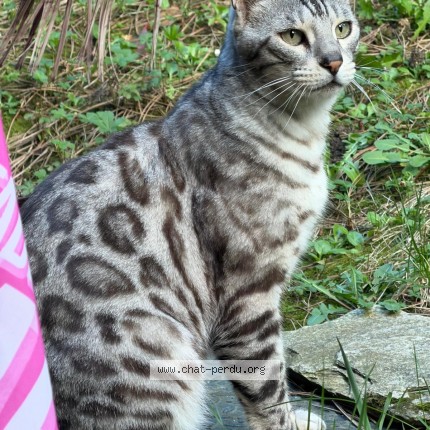 Photo of a cat found in Noisy Le Grand