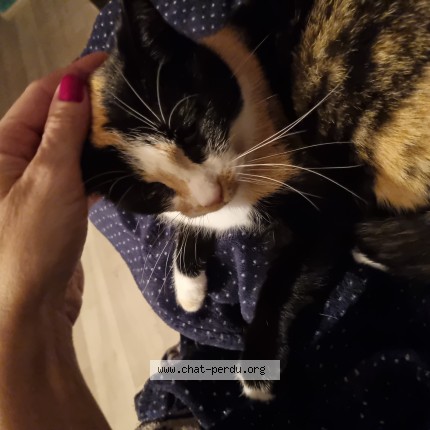 Photo of a cat found in Louroux De Bouble