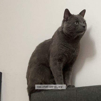 Photo 1/1 Grizou Cat lost in Laval
