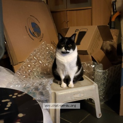 Photo of a cat found in Tressan
