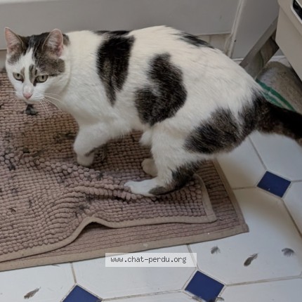 Photo of a cat found in Paris