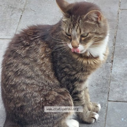 Foto 1/1 tokyo Kat vermist in Baulers