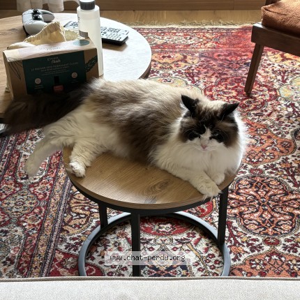 Photo of a cat found in Rennes
