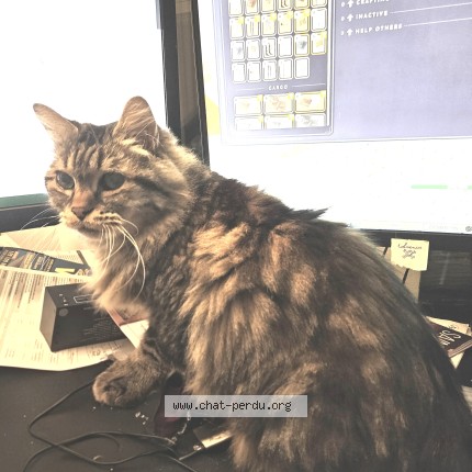 Photo of a cat found in Ingre