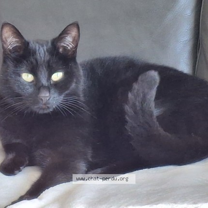 Foto 1/1 Olume Katze verloren in Cossonay