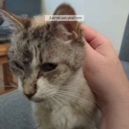Photo of a cat found in Saint Germain La Blanche Herbe