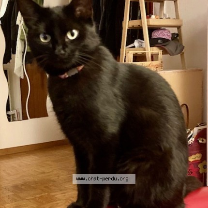 Foto 1/1 Onyx Katze verloren in Forel Lavaux