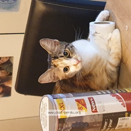Photo of a cat found in Longuenesse
