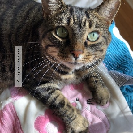 Photo 1/1 Fluffy Cat lost in Bois Des Filion