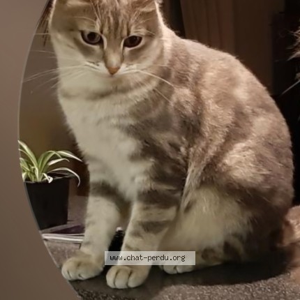Photo of a cat found in Franconville