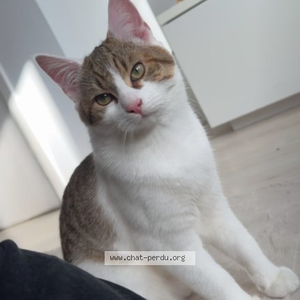 Foto 1/1 nono Kat vermist in Liege